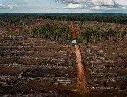 Dua dekade, Papua kehilangan hutan seluas 750 ribu hektar