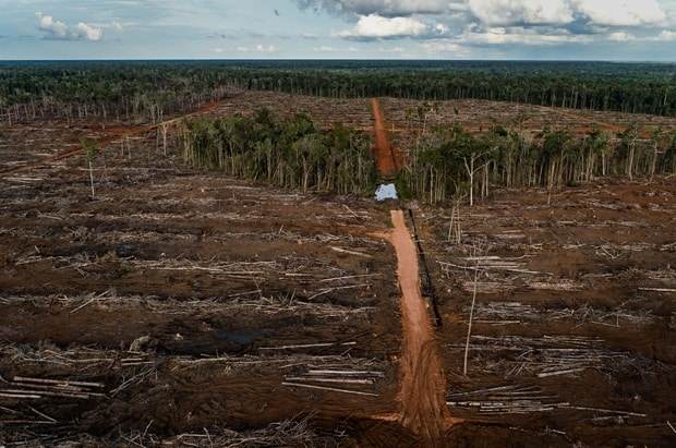 Deforestasi di Papua - IST