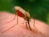Kota Jayapura urutan kedua tertinggi kasus malaria di Papua