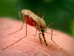 Kota Jayapura urutan kedua tertinggi kasus malaria di Papua