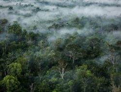 10 tahun terakhir, 700 ribu hektar hutan alam Papua rusak