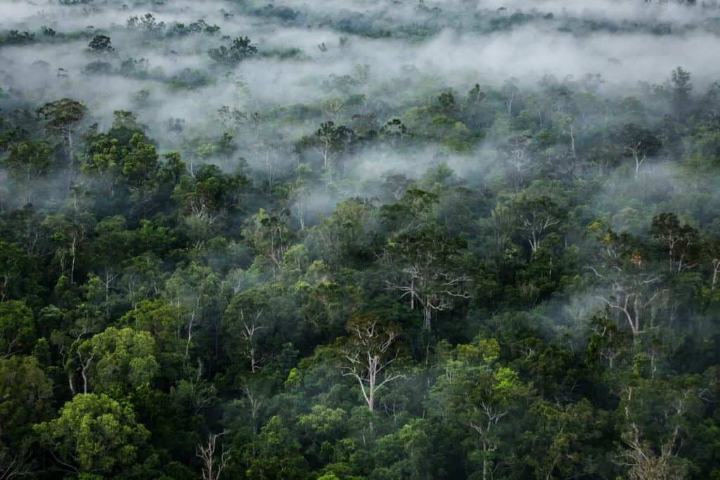  Hutan-Papua-Jubi