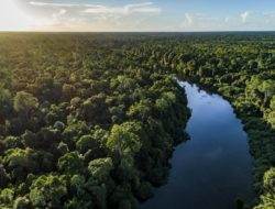 Jokowi cabut izin konsesi hutan seluas 1,28 juta hektar di Tanah Papua
