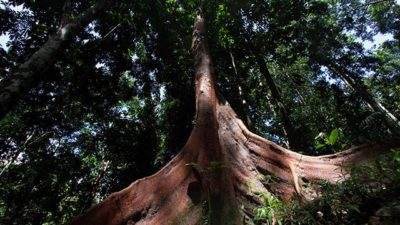 UGM kembangkan bahan pewarna alami dari limbah Kayu Merbau Papua