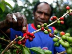 Perdana Menteri Baru Papua Nugini Bentuk Kementrian Kopi