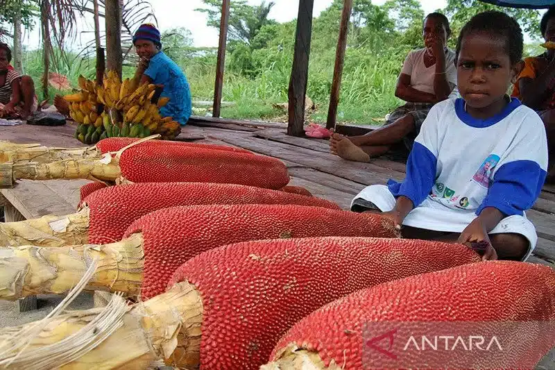 Ilustrasi - Seorang anak menunggu dagangan buah merah yang bermanfaat sebagai obat, khas Papua. FOTO ANTARA/Anang Budiono/Koz/ama/aa.