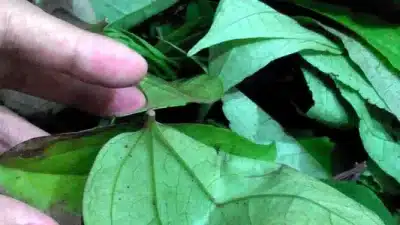Bungkus Papua