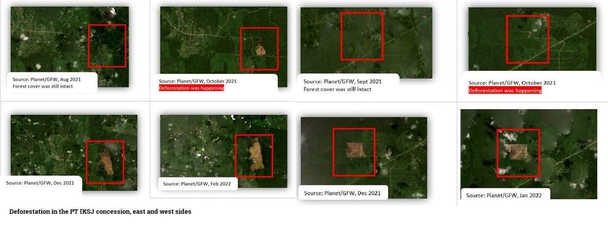 Hutan Papua-forest-clearances-deforestation-in-the-PT-IKSJ-concession-eat-and-west-sides