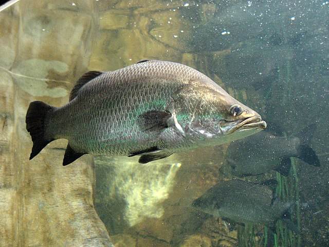 Ikan Asian-sea-bass-atau-Baramundi-Wikipedia