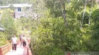 Taman Hutan Mangrove di Kampung Ruar Biak, Jadi salah satu Destinasi Wisata Alam