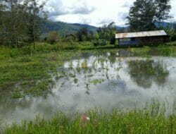 Gagal Panen Kebun Warga Terendam Banjir di Kabupaten Jayawijaya