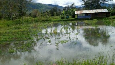 Gagal Panen Kebun Warga Terendam Banjir di Kabupaten Jayawijaya