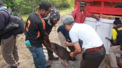 Ternak Babi milik warga Mati Mendadak di Kabupaten Jayawijaya